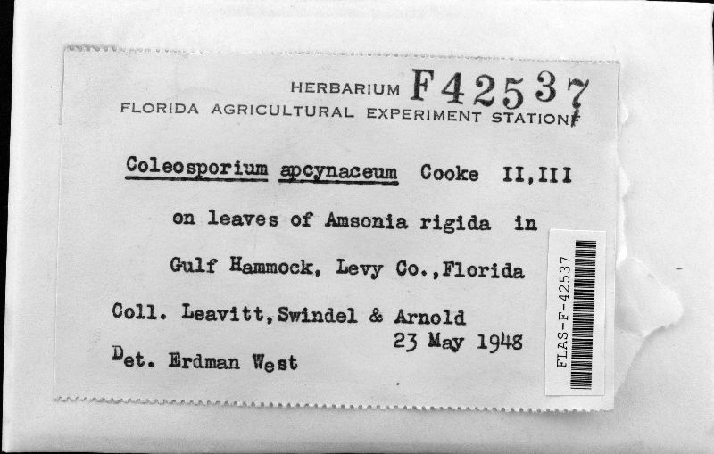 Coleosporium apocynaceum image