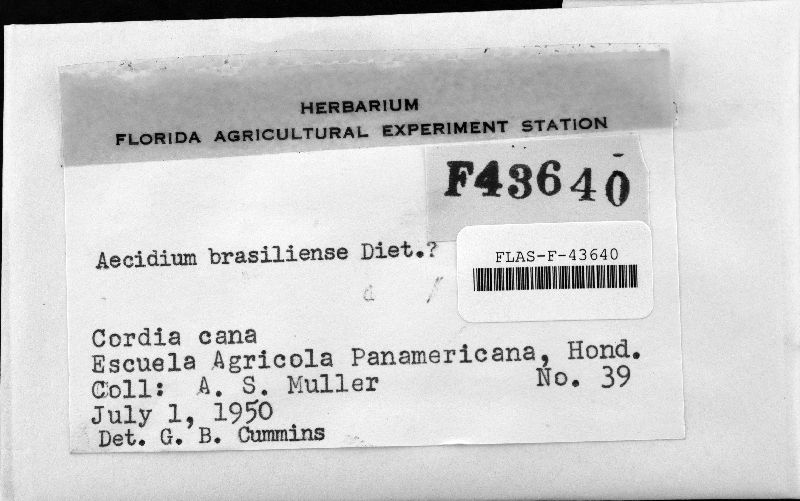 Aecidium brasiliense image