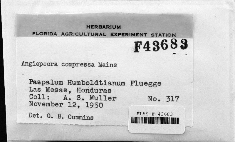 Angiopsora compressa image