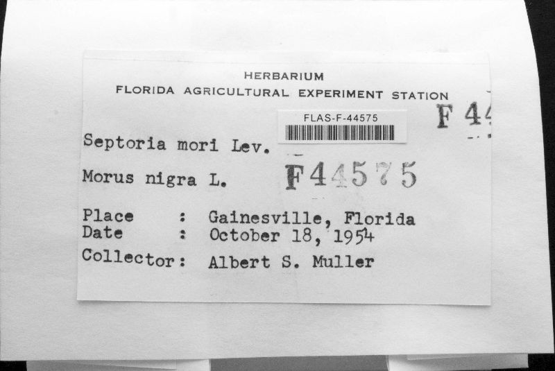 Mycosphaerella mori image