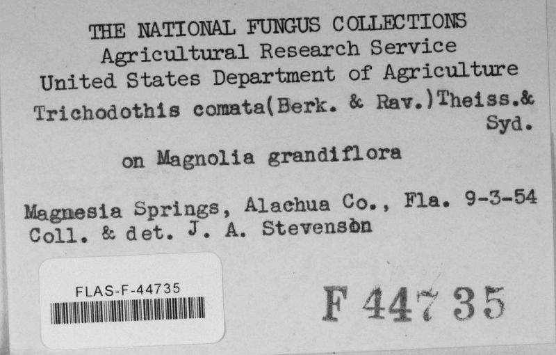 Trichodothis comata image