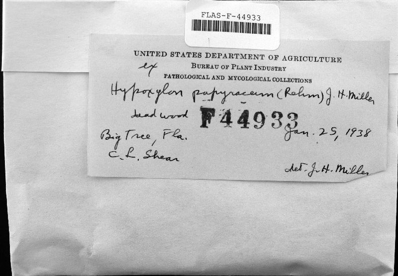 Hypoxylon papyraceum image