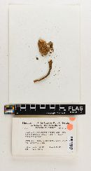 Tylopilus ferrugineus image
