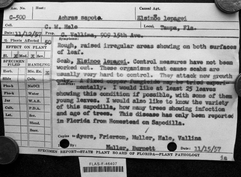 Elsinoë lepagei image