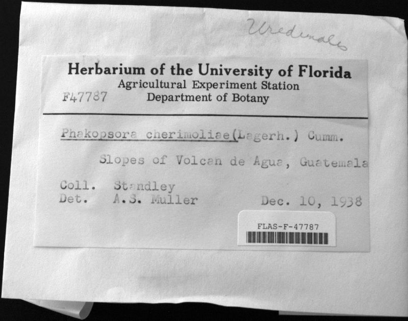 Phakopsora cherimoliae image