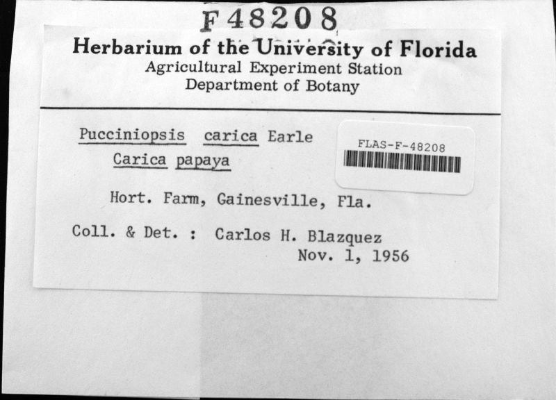 Asperisporium caricae image