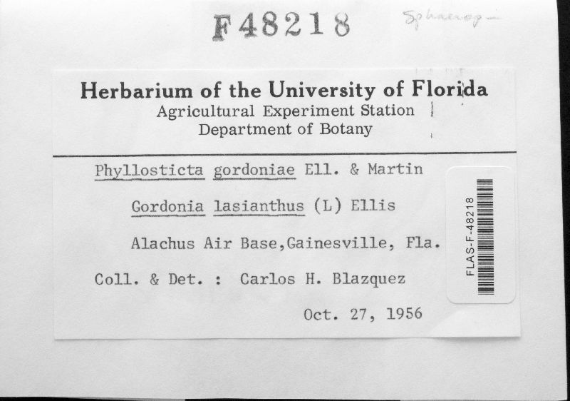 Phyllosticta gordoniae image