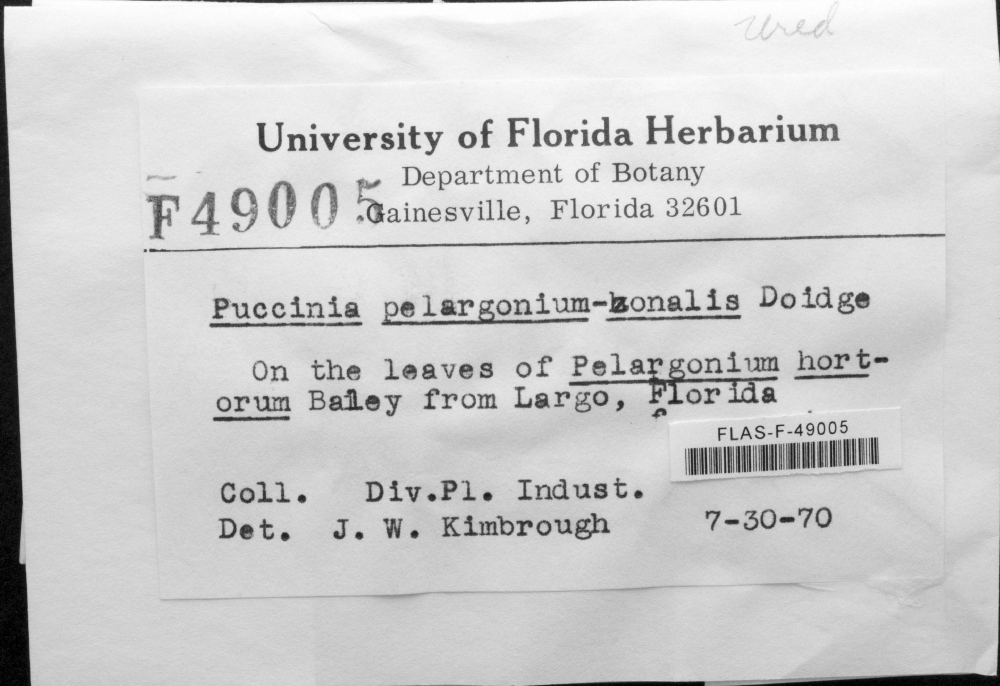 Puccinia pelargonii-zonalis thumbnail