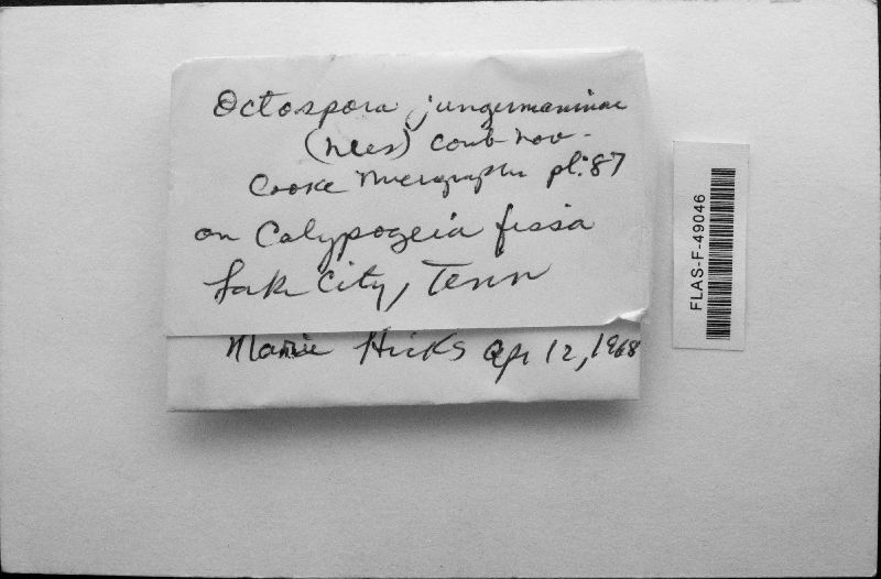 Mniaecia jungermanniae image