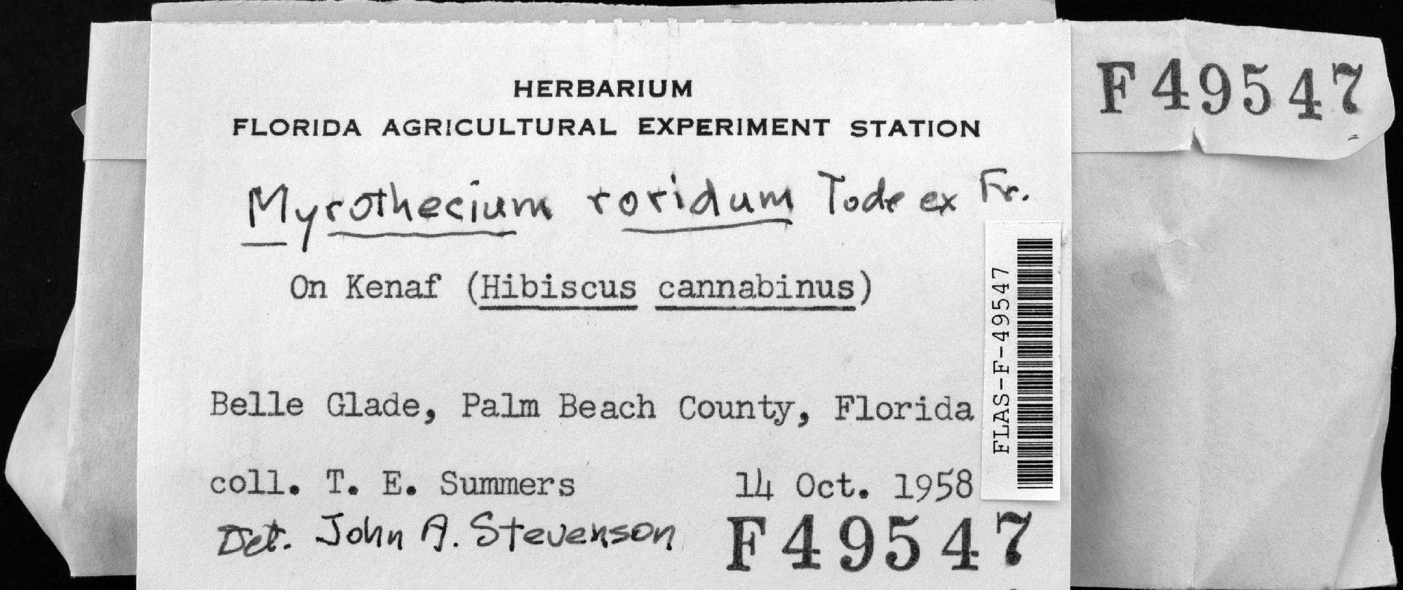 Myrothecium roridum thumbnail