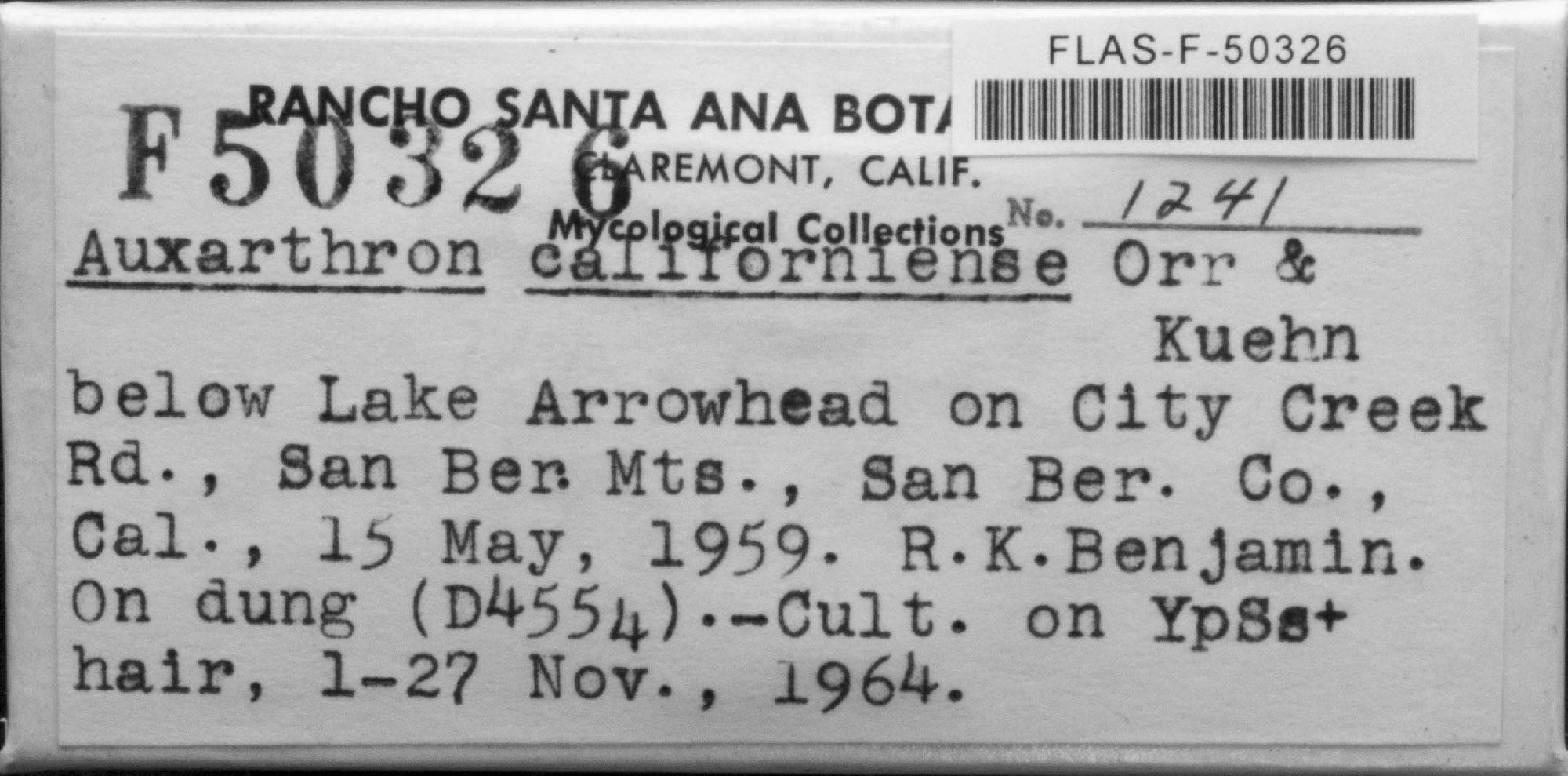 Auxarthron californiense thumbnail