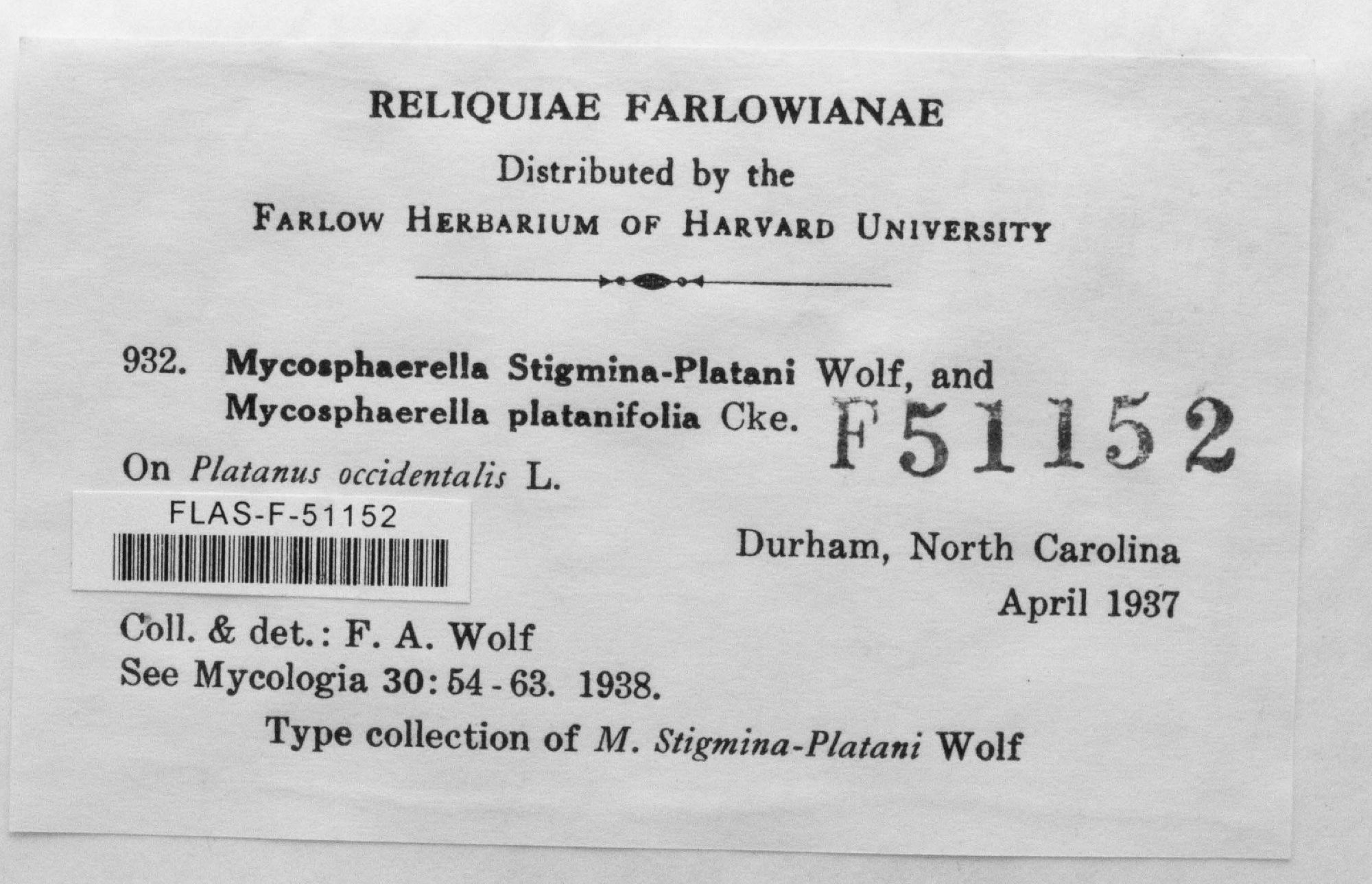 Mycosphaerella stigmina-platani thumbnail