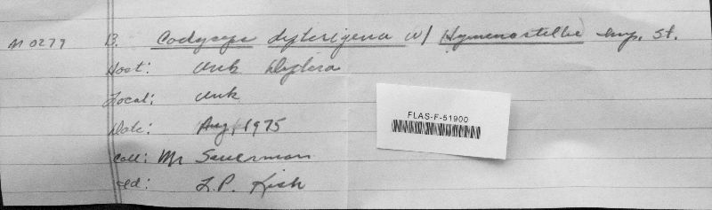 Cordyceps dipterigena image