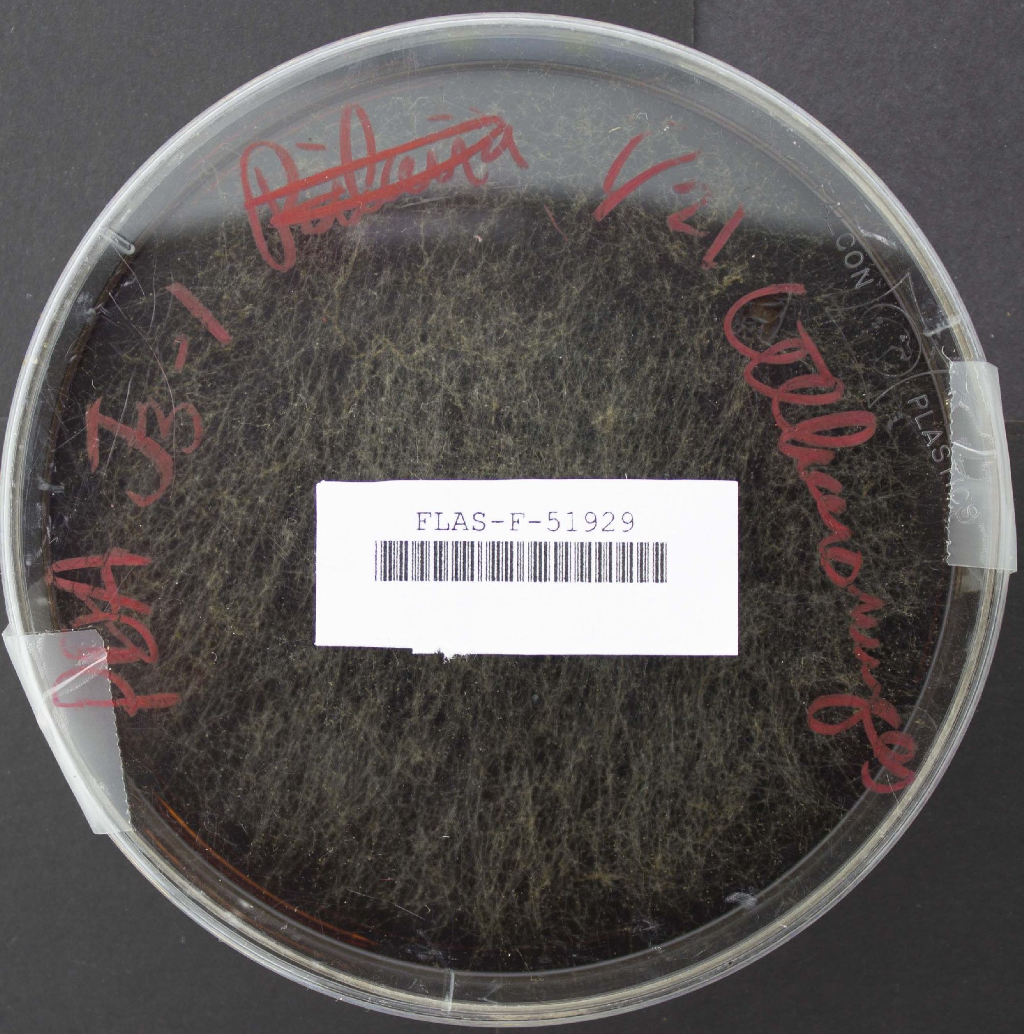 Utharomyces epallocaulus