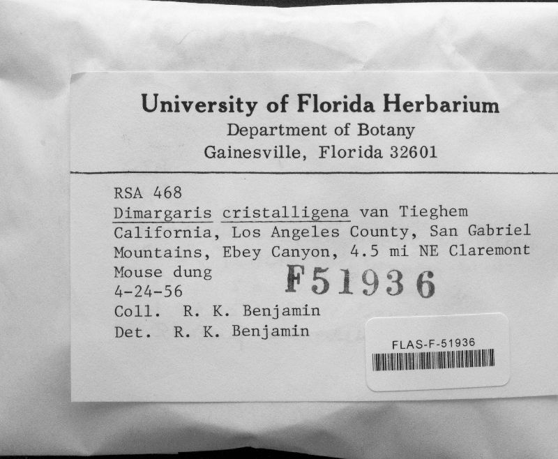 Dimargaris cristalligena image