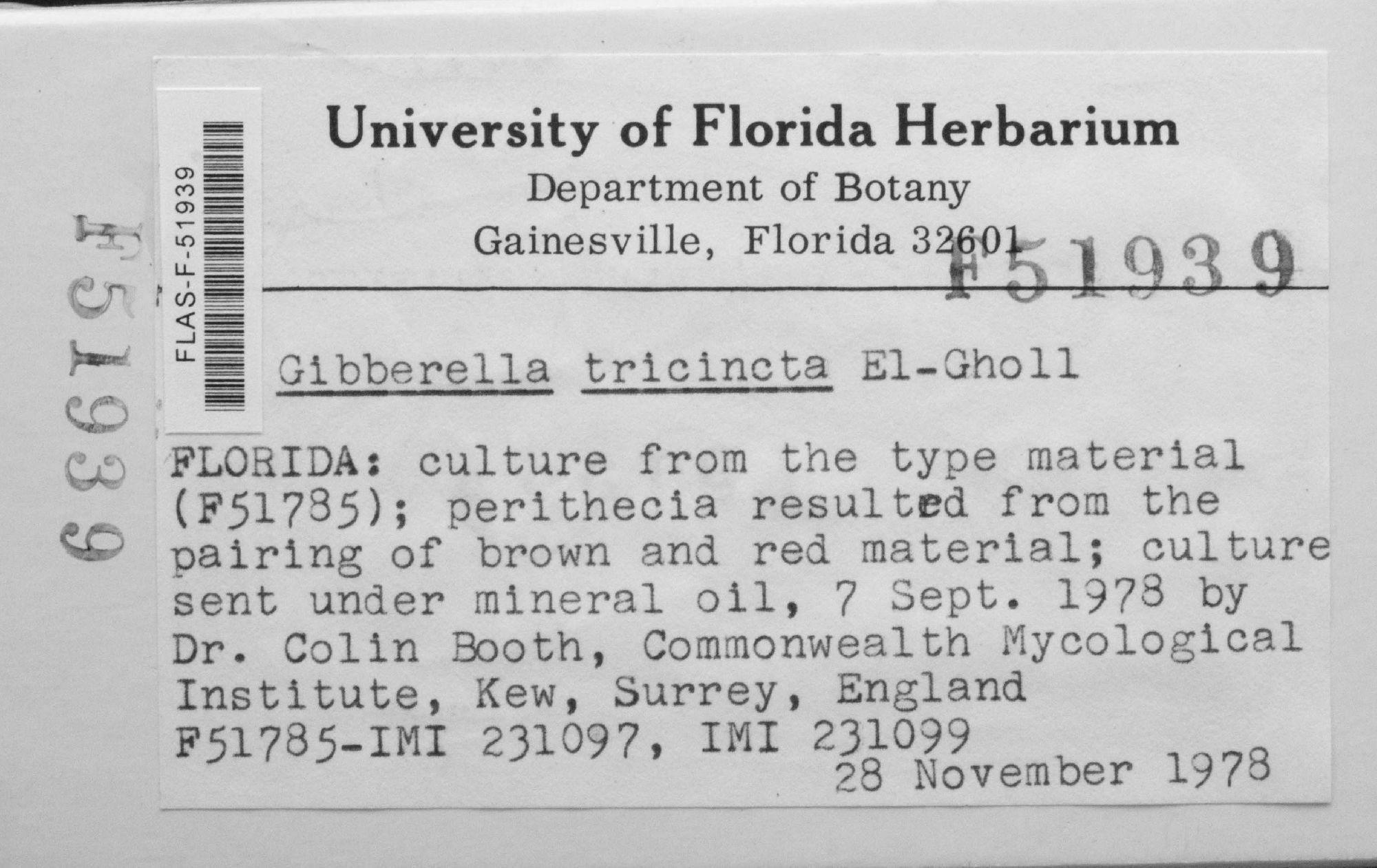 Gibberella tricincta thumbnail