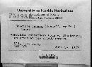 Conocybe tenera image