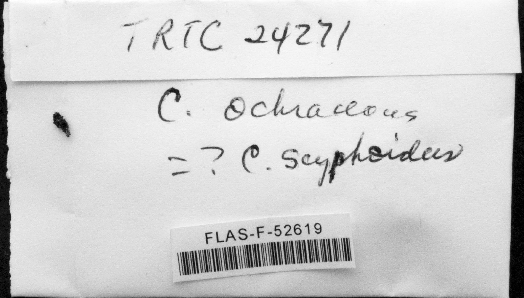Coprotus ochraceus
