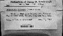Ascobolus immersus image