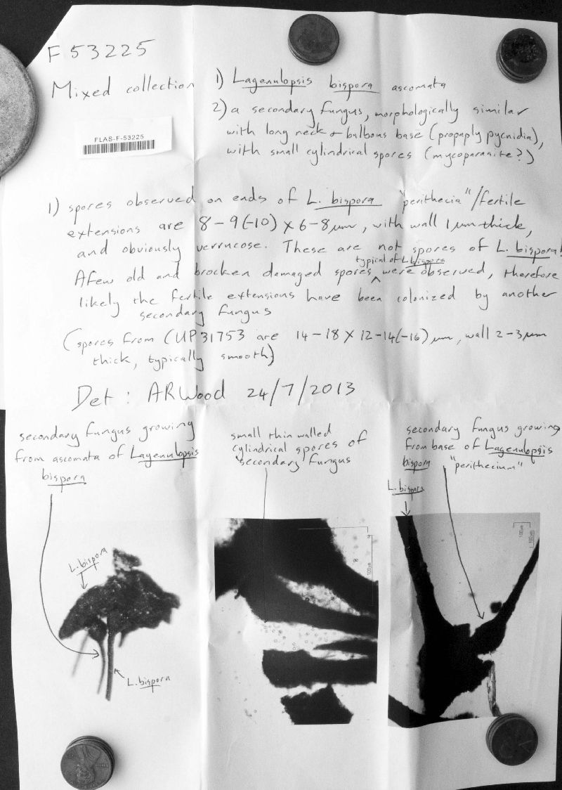 Lagenulopsis bispora image