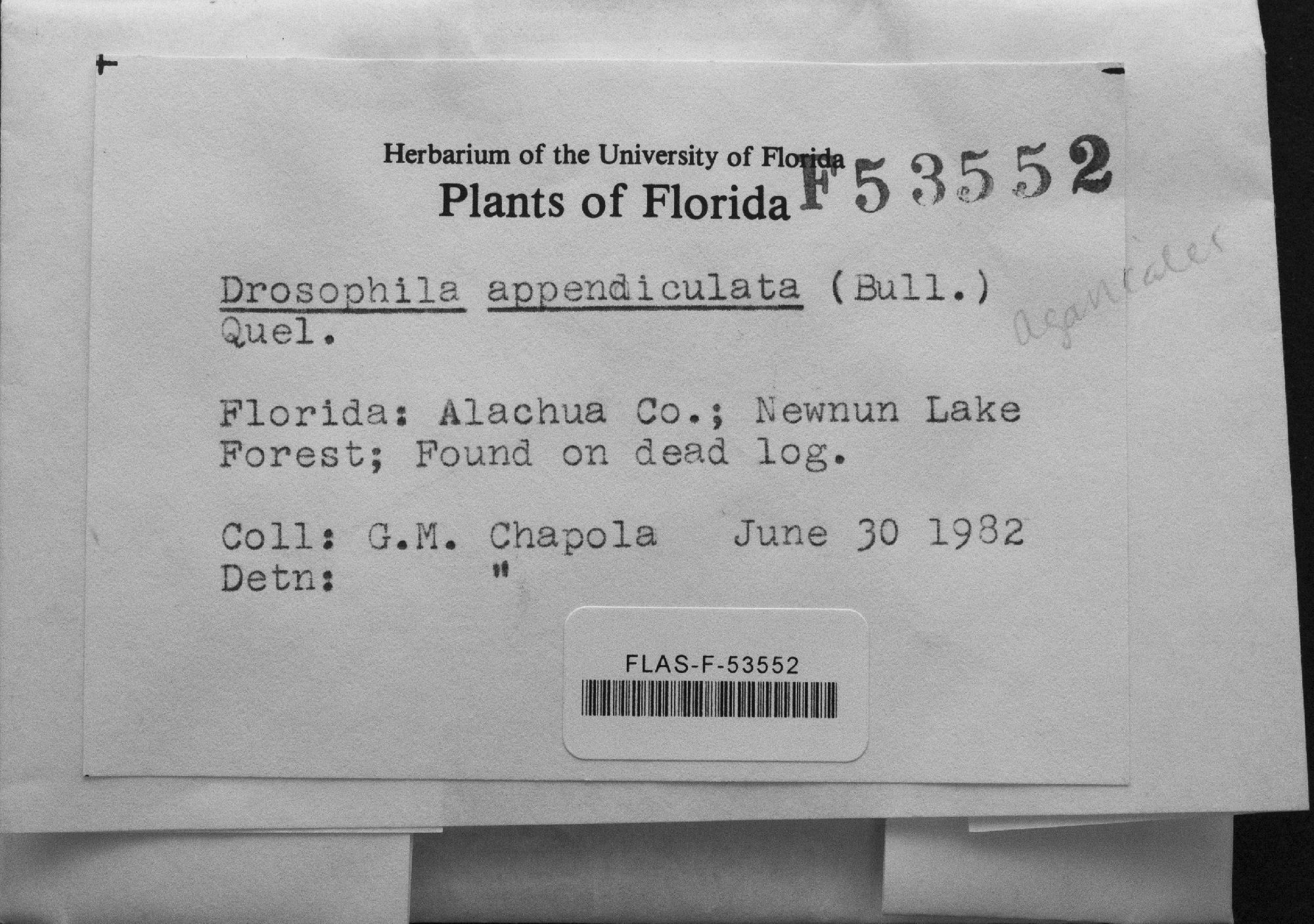 Drosophila appendiculata