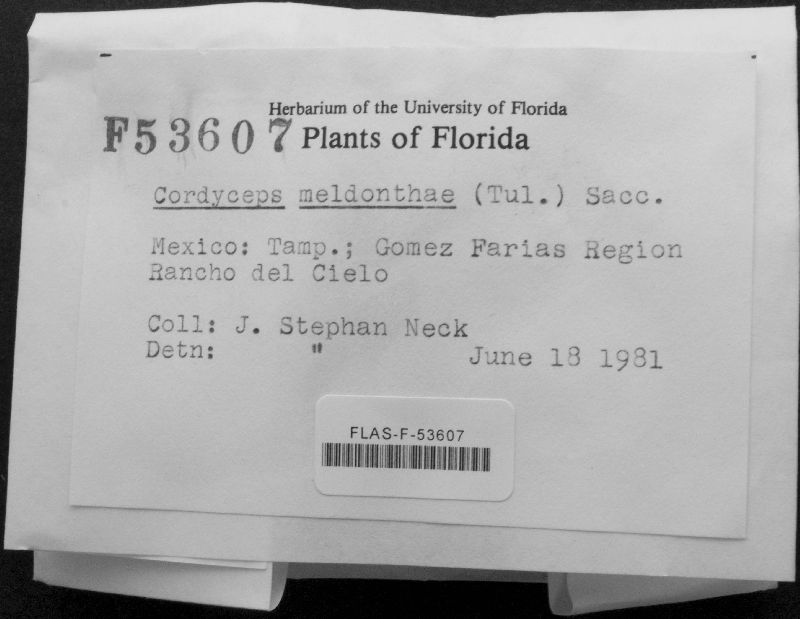 Cordyceps melolonthae image