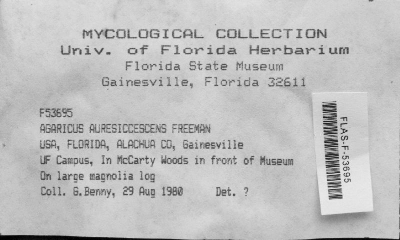 Agaricus auresiccescens image