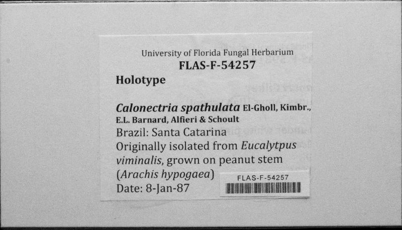 Calonectria spathulata image