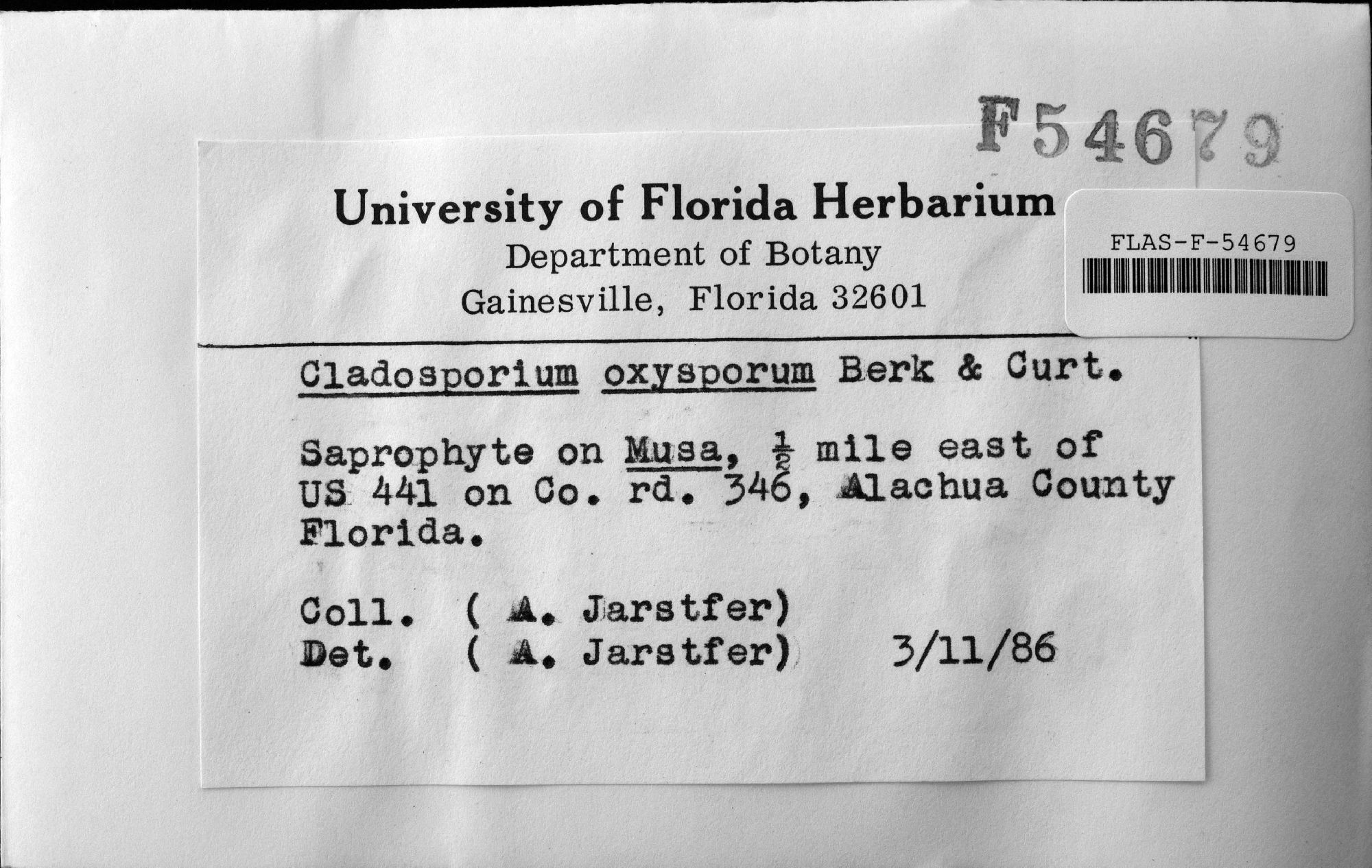 Cladosporium oxysporum thumbnail