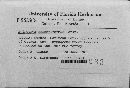 Media resource of Hydnotrya cerebriformis