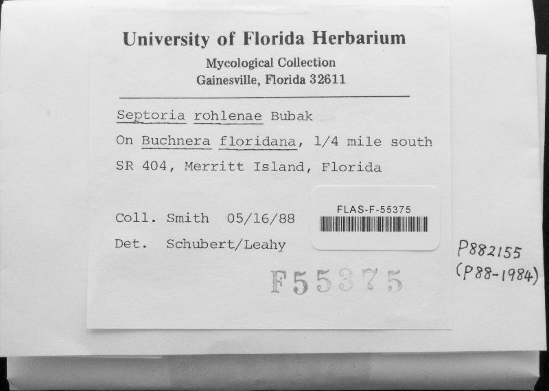Septoria rohlenae image