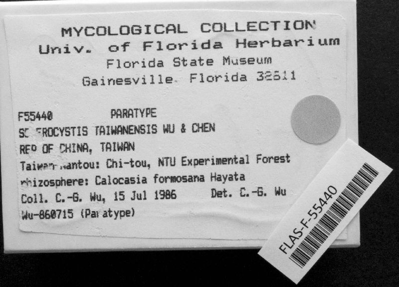 Glomus taiwanense image