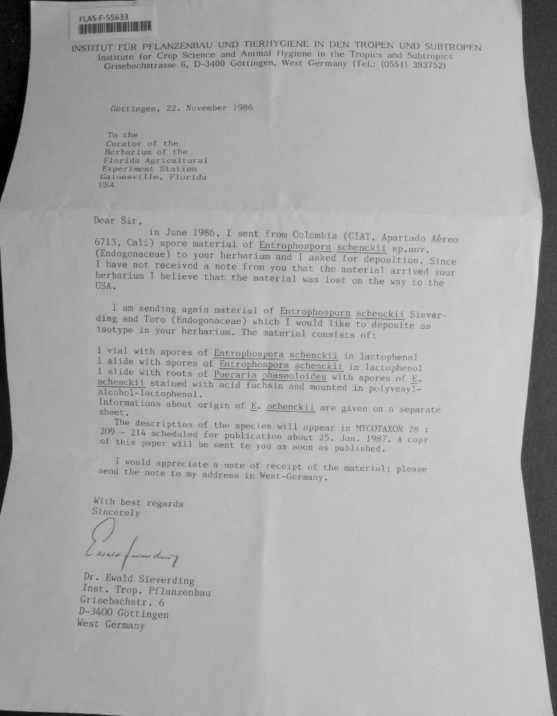 Scutellospora biornata image