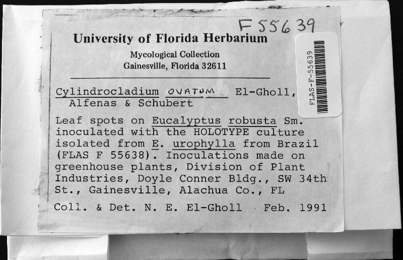 Calonectria ovata image