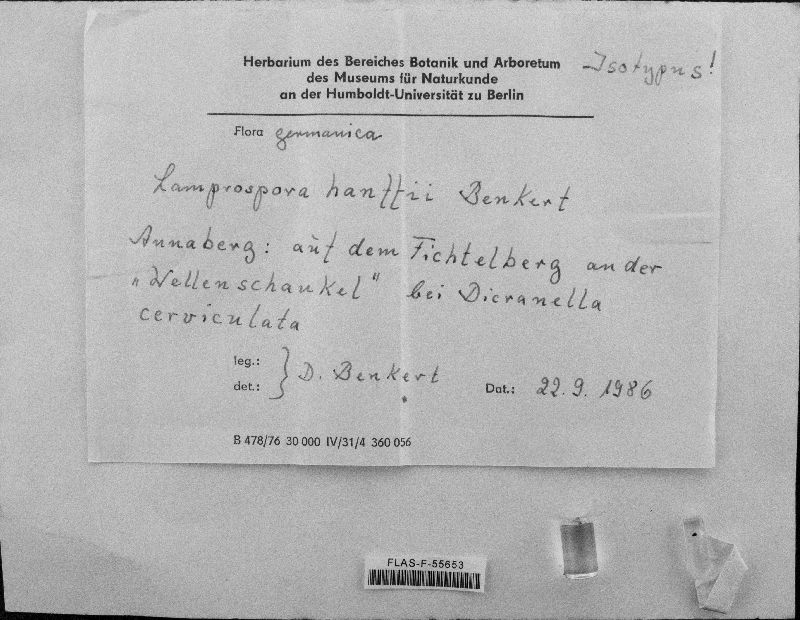 Lamprospora hanffii image