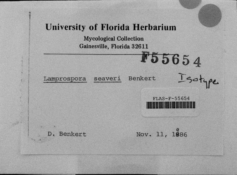 Lamprospora seaveri image