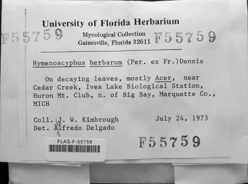Hymenoscyphus herbarum image