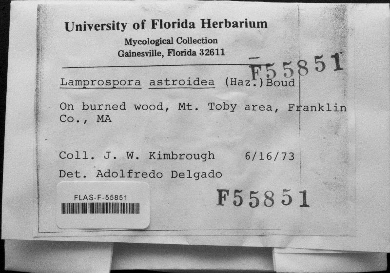 Lamprospora astroidea image