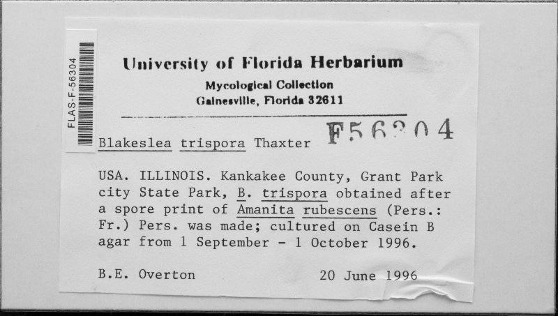 Blakeslea trispora image
