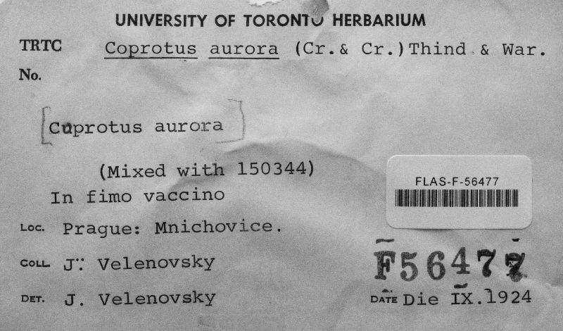 Coprotus aurora image