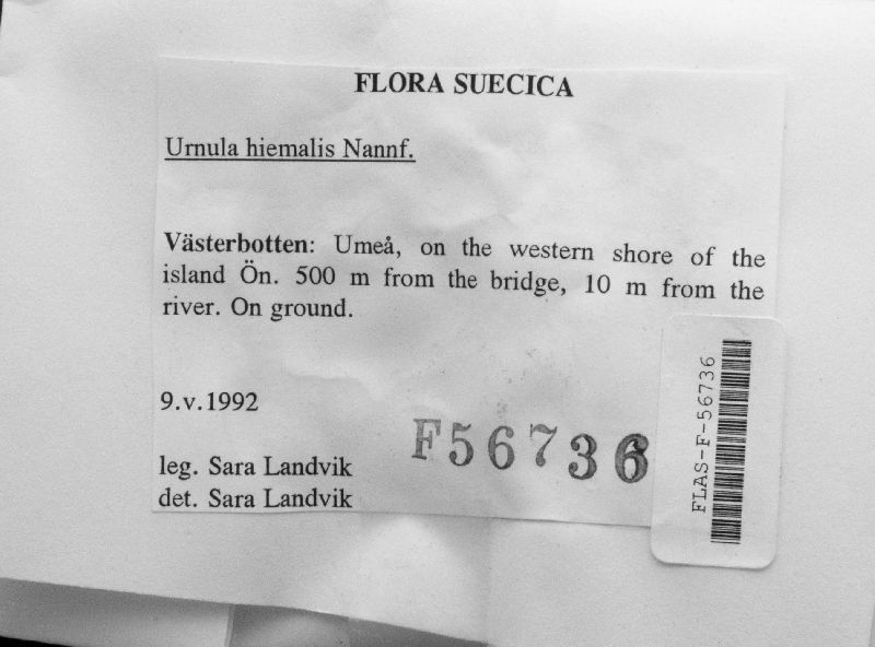 Urnula hiemalis image