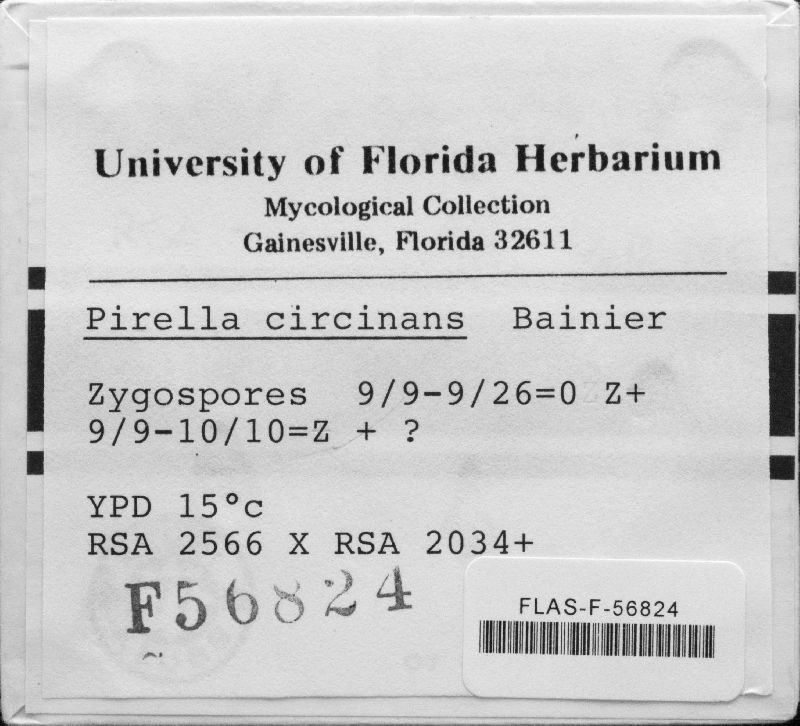 Pirella circinans image