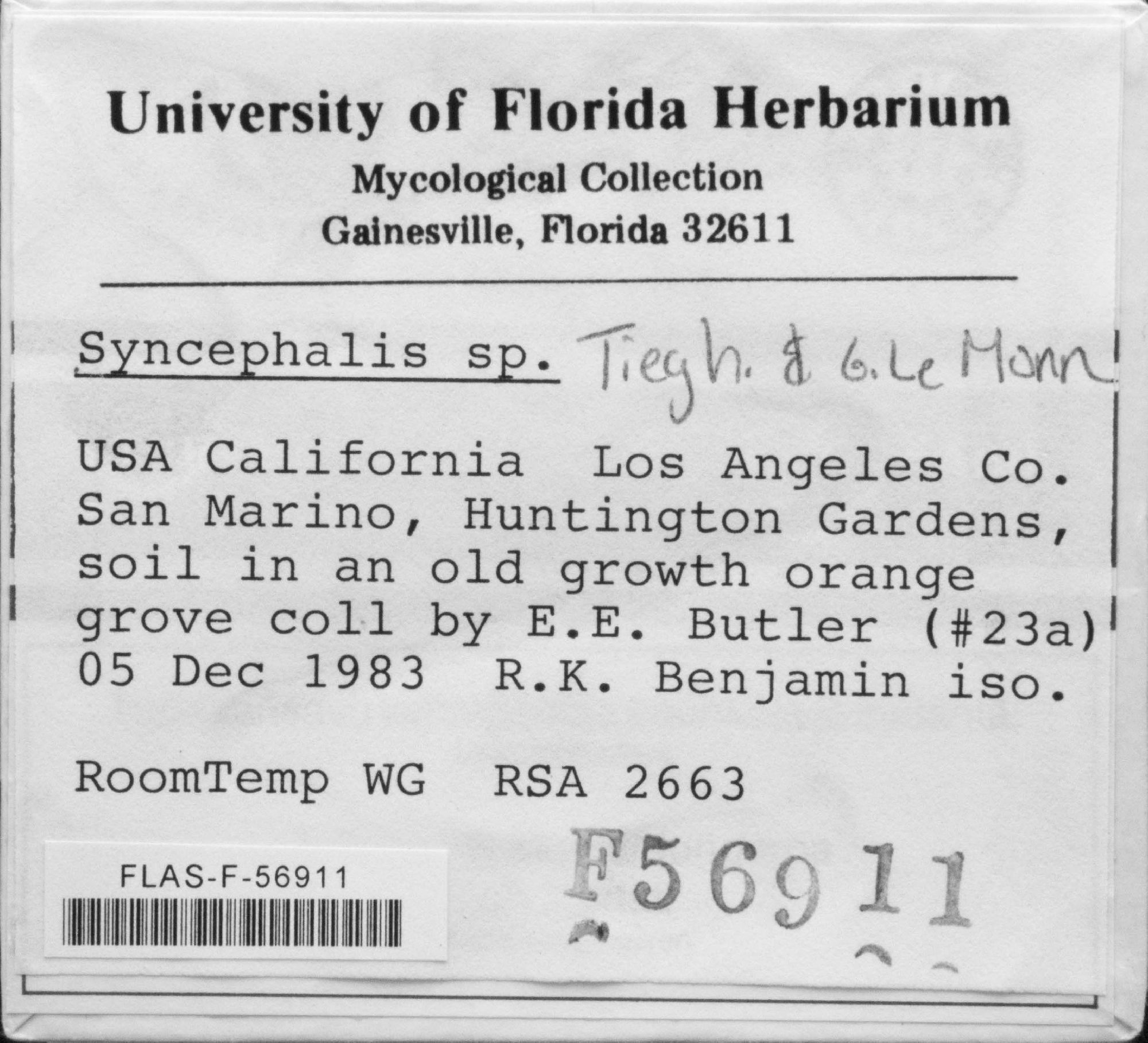 Syncephalis