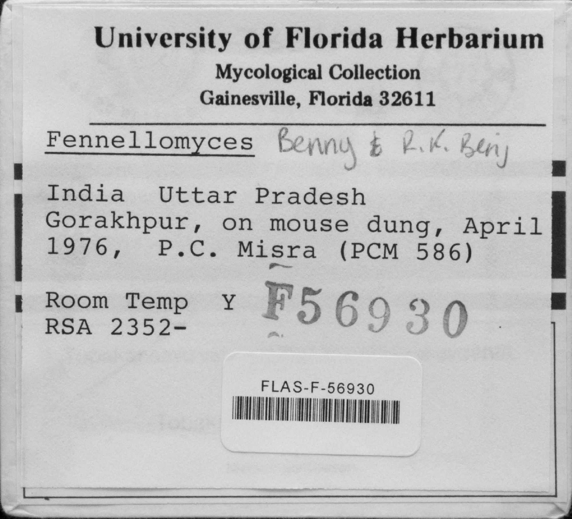 Fennellomyces