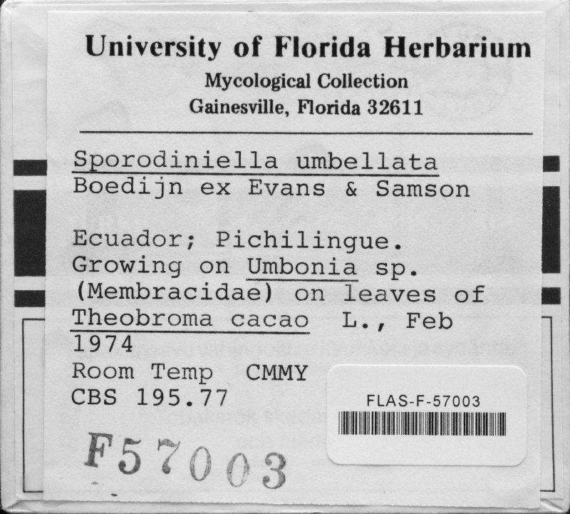 Sporodiniella umbellata image