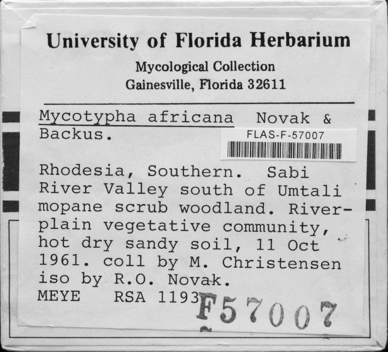 Mycotypha africana image