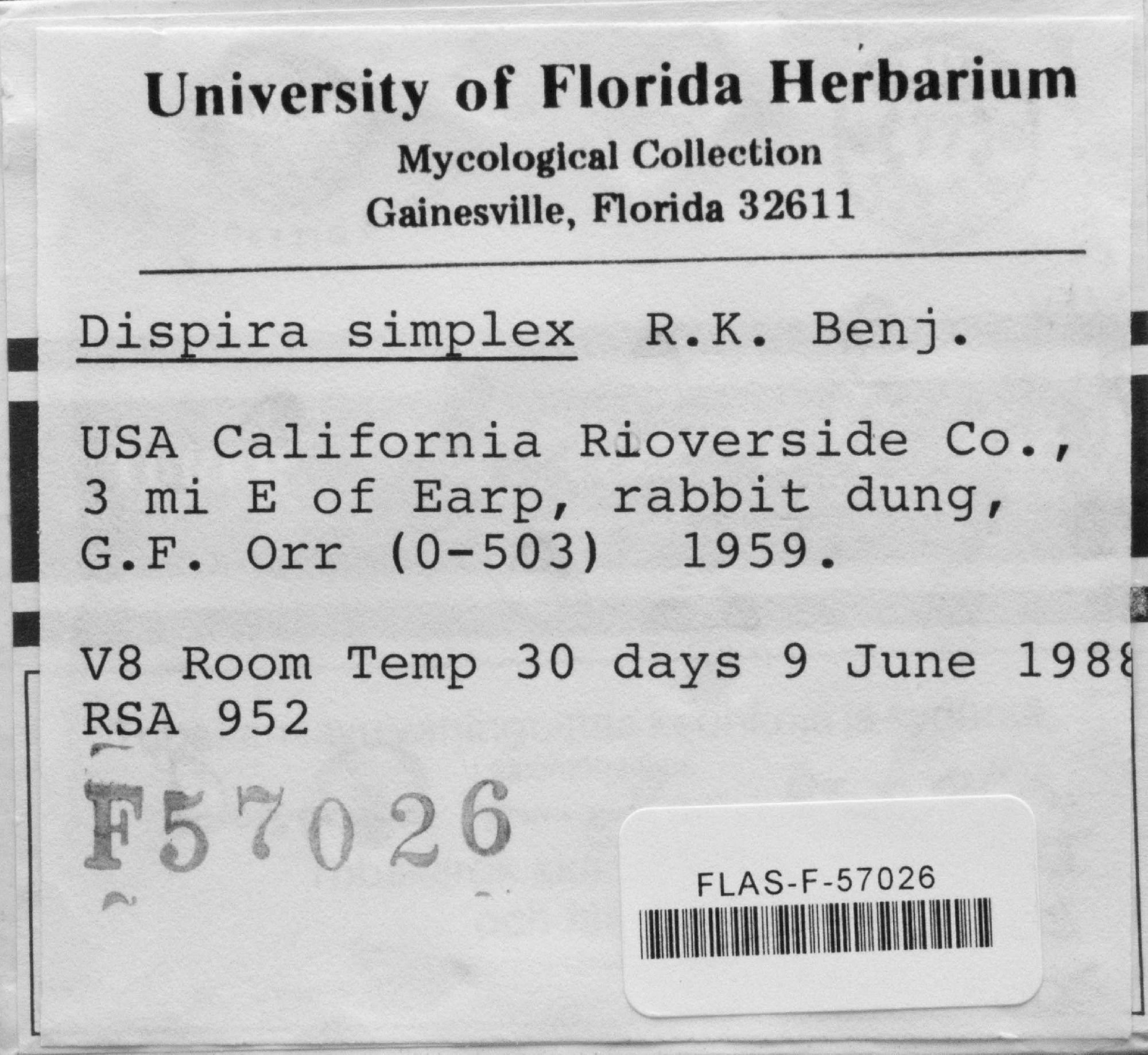 Dispira simplex