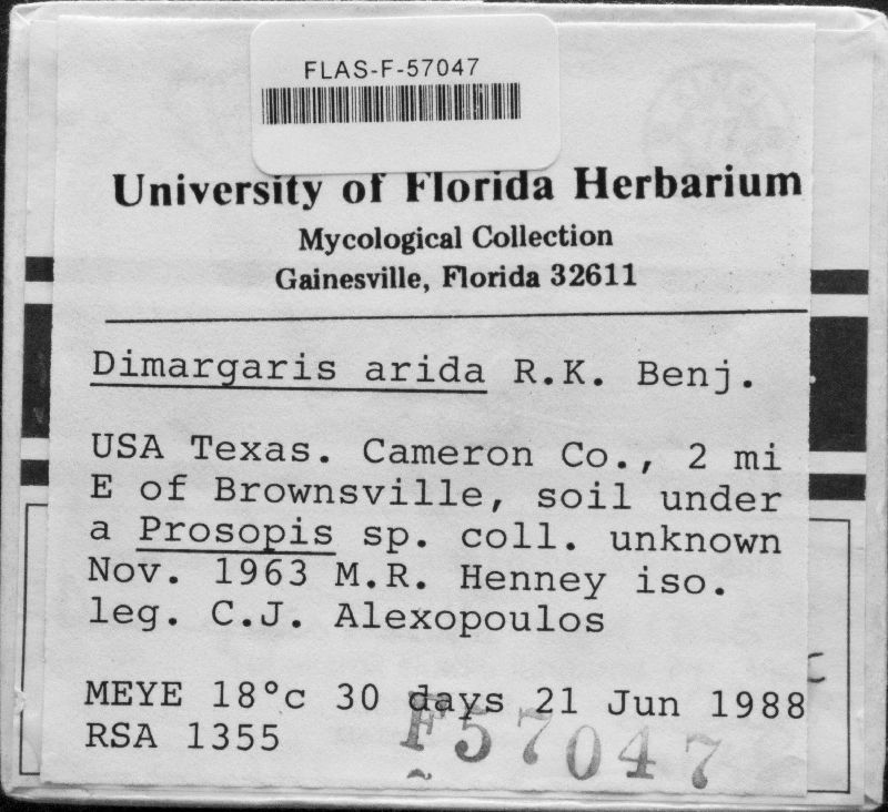 Dimargaris arida image