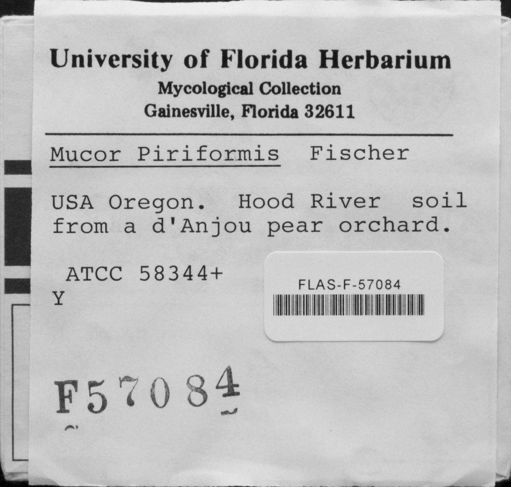 Mucor piriformis