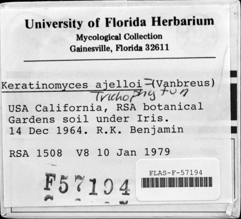 Keratinomyces ajelloi image